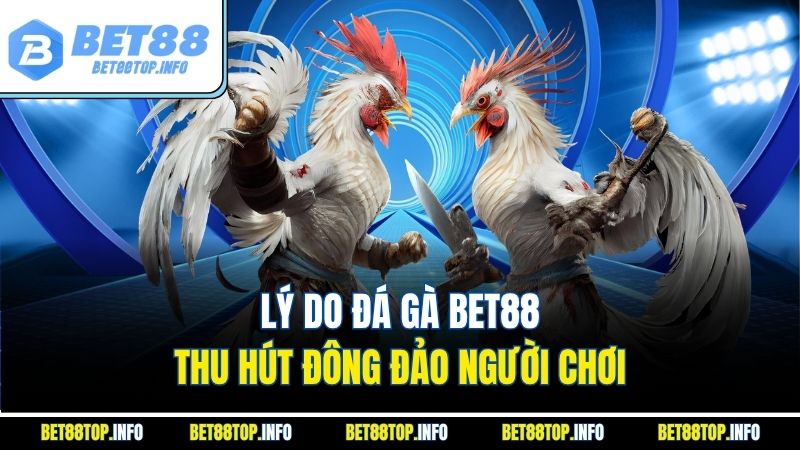 Lý do đá gà bet88 thu hút đông đảo người chơi